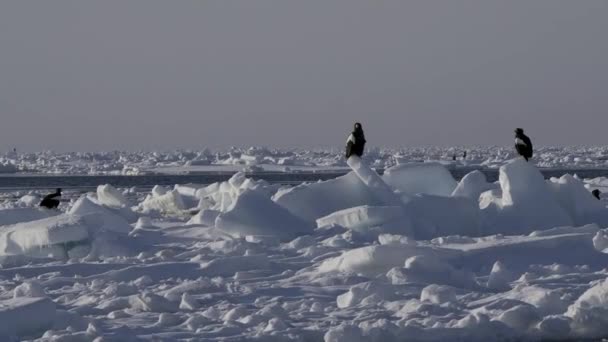 Hokkaido Japán 2024 Február Steller Sea Sas Drift Ice Rausu — Stock videók