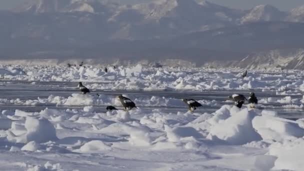 北海道 2024年2月19日 北海道ラヌス漁港近くの漂流氷の上のステラーの海鷲 — ストック動画