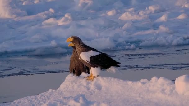 Хоккайдо Япония Февраля 2024 Года Морской Орел Стеллера Дрейфующем Льду — стоковое видео