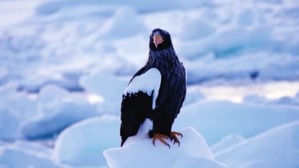 日本北海道 2024年2月19日 在日本北海道饶水渔港附近的浮冰上的海鹰 — 图库视频影像