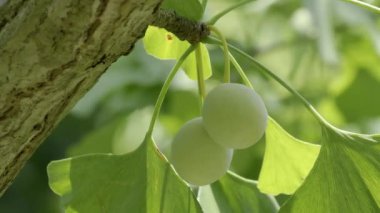 Tokyo, Japonya - 3 Ağustos 2024: Taze olgunlaşmamış gingko fıstıkları ağaçta