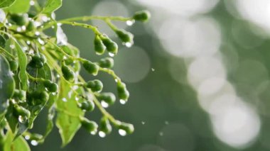 Tokyo, Japonya - 1 Ağustos 2024: Yağmurdan sonra Camphor defne cevizleri