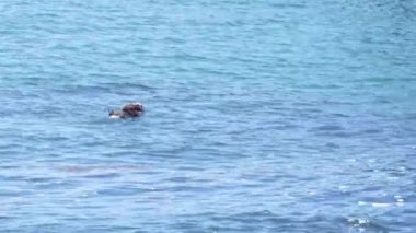 Hokkaido, Japonya - 7 Haziran 2024: Hokkaido, Japonya 'daki Cape Kiritappu yakınlarında su samuru ailesi