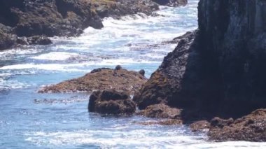 Hokkaido, Japonya - 7 Haziran 2024: Hokkaido, Japonya 'daki Cape Kiritappu yakınlarında su samuru ailesi