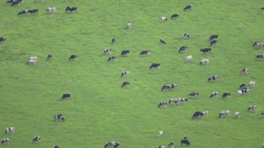 Hokkaido, Japonya - 7 Haziran 2024: Nakashibetsu, Hokkaido, Japonya 'daki Ranch Kaiyoudai İnekleri