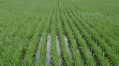 Tottori, Japonya - 3 Temmuz 2024: Rice Paddy Dağı eteklerinde Daisen, Tottori, Japonya