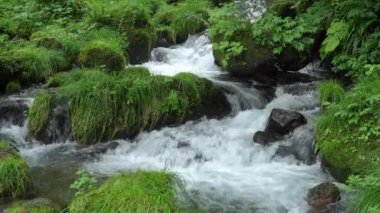 Tottori, Japonya - 3 Temmuz 2024: Kitanizawa Dağı eteğindeki akarsu. Daisen, Tottori, Japonya