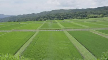 Tottori, Japonya - 3 Temmuz 2024: Rice terası Daisen, Tottori, Japonya