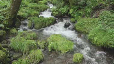 Tottori, Japonya - 3 Temmuz 2024: Kitanizawa Dağı eteğindeki akarsu. Daisen, Tottori, Japonya