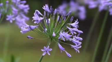 Tokyo, Japonya - 29 Haziran 2024: Sabahki yağmurdan sonra mavi agapanthus çiçekleri