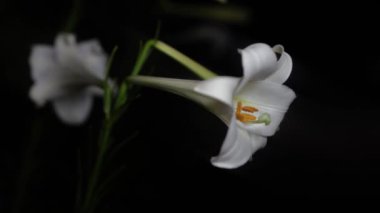 Tokyo, Japonya - 8 Ağustos 2024: Tayvan zambağı veya Formosa zambağı