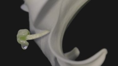 Tokyo, Japonya - 8 Ağustos 2024: Tayvan Zambağı ya da Formosa Zambağının Kapanışı