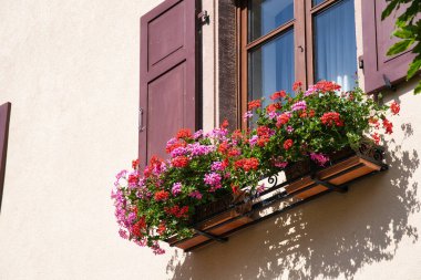 Eguisheim, Fransa - 18 Haziran 2024: Eguisheim, Fransa 'da güzel pencereler