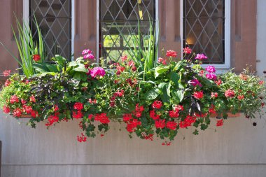 Eguisheim, Fransa - 18 Haziran 2024: Eguisheim, Fransa 'da güzel pencereler