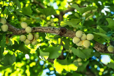 Tokyo, Japonya - 17 Ağustos 2024: Taze olgunlaşmamış gingko fıstıkları ağaçta