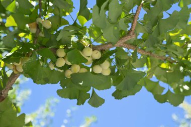 Tokyo, Japonya - 17 Ağustos 2024: Taze olgunlaşmamış gingko fıstıkları ağaçta