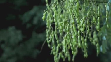 Tokyo, Japonya - 2 Eylül 2024: Styphnolobium japonicum veya Japon pagoda ağacı