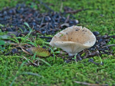 Tokyo, Japan - September 2, 2024: Milk-white Brittlegill on a wet field clipart