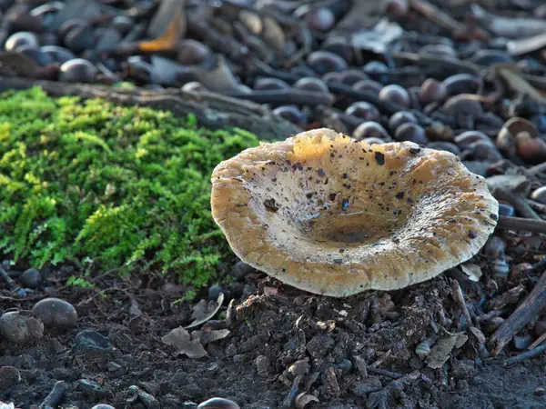 stock image Tokyo, Japan - September 2, 2024: Lactarius scrobiculatus or the scrobiculate milk cap