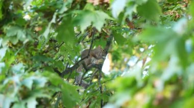 Londra, İngiltere - 16 Eylül 2024: Sabah Londra 'daki Kensington Gardens' ta bir sincap