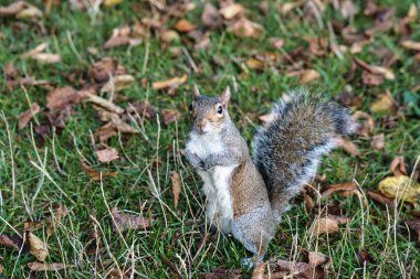 Londra, İngiltere - 16 Eylül 2024: Sabah Londra 'daki Kensington Gardens' ta bir sincap