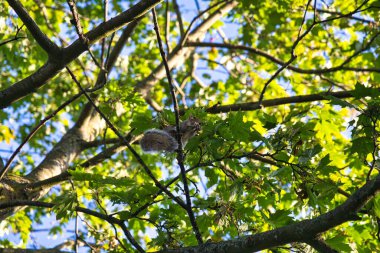 Londra, İngiltere - 16 Eylül 2024: Sabah Londra 'daki Kensington Gardens' ta bir sincap