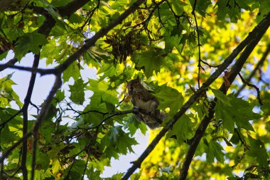 Londra, İngiltere - 16 Eylül 2024: Sabah Londra 'daki Kensington Gardens' ta bir sincap