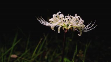 Tokyo, Japonya - 29 Eylül 2024: Beyaz örümcek zambağı veya gece Higanbana
