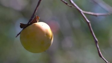 Tokyo, Japonya - 14 Ekim 2024: Japonya 'da sonbaharda bir dalda asılı duran Persimmon veya Kaki