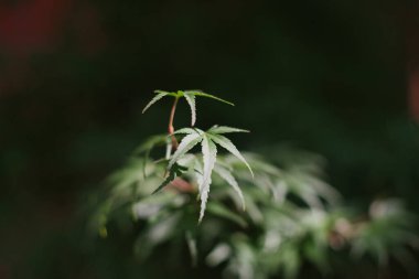 Tokyo, Japonya - 14 Ekim 2024: yeşil akçaağaç Bokeh ile ayrılıyor