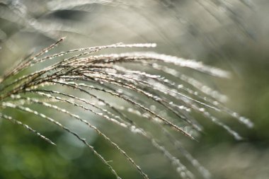 Tokyo, Japonya - 14 Ekim 2024: Miscanthus sinensis Andersson veya Susuki veya Japon pampa otları