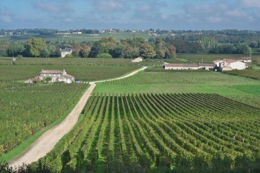 Bordeaux, Fransa - 4 Ekim 2024: Bordeaux, Fransa 'da sonbaharda güzel bir üzüm bağı. 