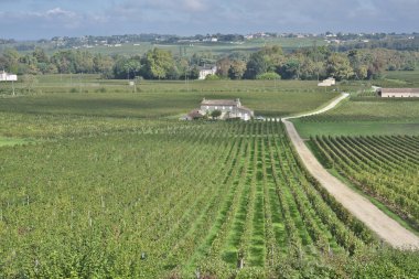 Bordeaux, Fransa - 4 Ekim 2024: Bordeaux, Fransa 'da sonbaharda güzel bir üzüm bağı. 