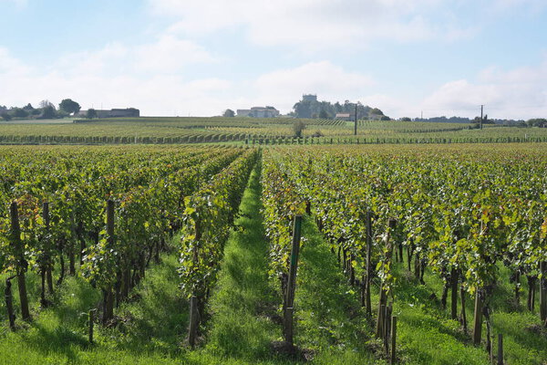 Бордо, Франция - 4 октября 2024 года: Красивый виноградник осенью в Бордо, Франция. 