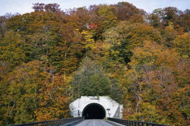 Akita, Japonya - 29 Ekim 2024: Japonya 'nın Akita kentinde sonbaharda Oyu Tüneli etrafında güzel yapraklar