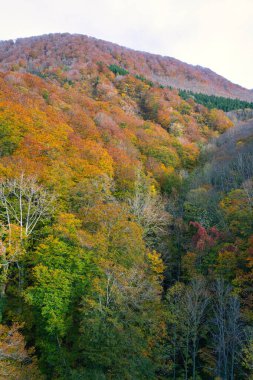 Akita, Japonya - 29 Ekim 2024: Japonya 'nın Akita kentinde sonbaharda Oyu Tüneli etrafında güzel yapraklar