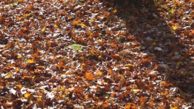 Akita, Japonya - 28 Ekim 2024: Akita, Japonya 'da ıslak kırmızı yapraklar