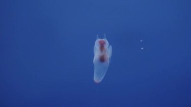 Hokkaido, Japonya - 13 Kasım 2024: Clione 'nin Kapanışı, bir tür deniz meleği