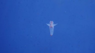 Hokkaido, Japonya - 13 Kasım 2024: Clione 'nin Kapanışı, bir tür deniz meleği