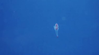 Hokkaido, Japonya - 13 Kasım 2024: Clione 'nin Kapanışı, bir tür deniz meleği
