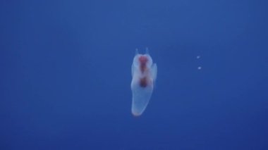 Hokkaido, Japonya - 13 Kasım 2024: Clione 'nin Kapanışı, bir tür deniz meleği