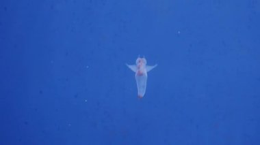 Hokkaido, Japonya - 13 Kasım 2024: Clione 'nin Kapanışı, bir tür deniz meleği