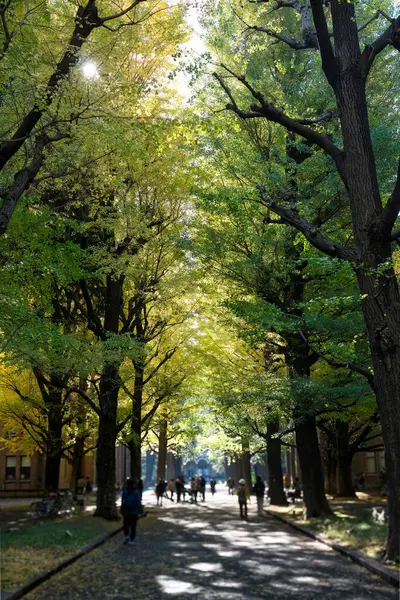 Tokyo, Japonya - 22 Kasım 2024: Tokyo Üniversitesi, Japonya 'daki Gingko ağaçları