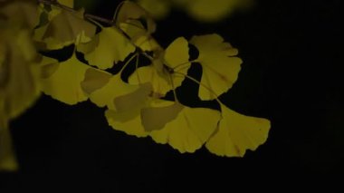 Tokyo, Japonya - 24 Kasım 2024: Sarı gingko kışın Tokyo 'da ayrılıyor