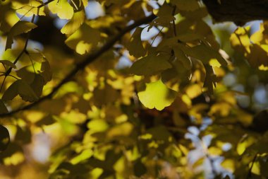 Tokyo, Japonya - 24 Kasım 2024: Sarı gingko kışın Tokyo 'da ayrılıyor