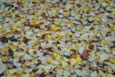 Tokyo, Japonya - 27 Kasım 2024: Gece yarısı fırtınası nedeniyle düşen gingko yaprakları