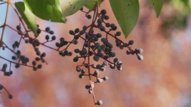 Tokyo, Japonya - 2 Aralık 2024: Japon mahrem veya Ligustrum japonicum Thunb 'un olgun meyveleri