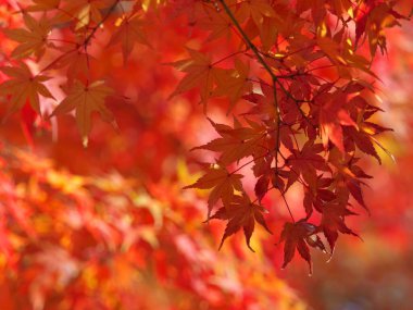 Tokyo, Japonya - 2 Aralık 2024: Japon akçaağaç yaprakları kış sabahı