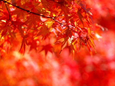 Tokyo, Japonya - 2 Aralık 2024: Japon akçaağaç yaprakları kış sabahı