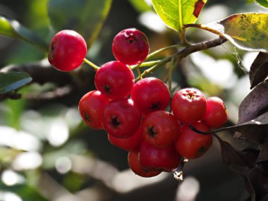 Tokyo,Japan - December 15,  2024: Closeup of fruits of pyrancantha or firethorn clipart